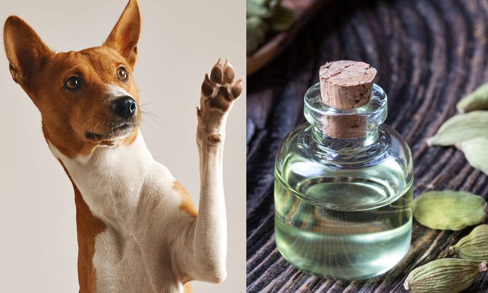 Is Cardamom Essential Oil Safe for Dogs