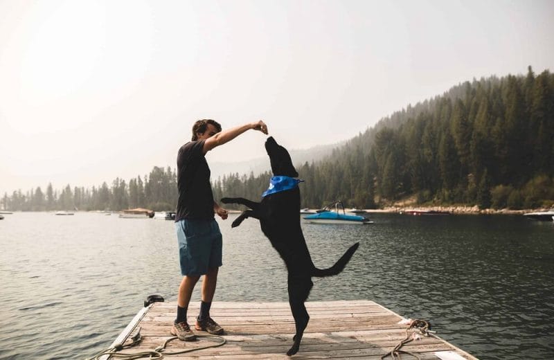 How do I get started teaching my dog to bunny hop?