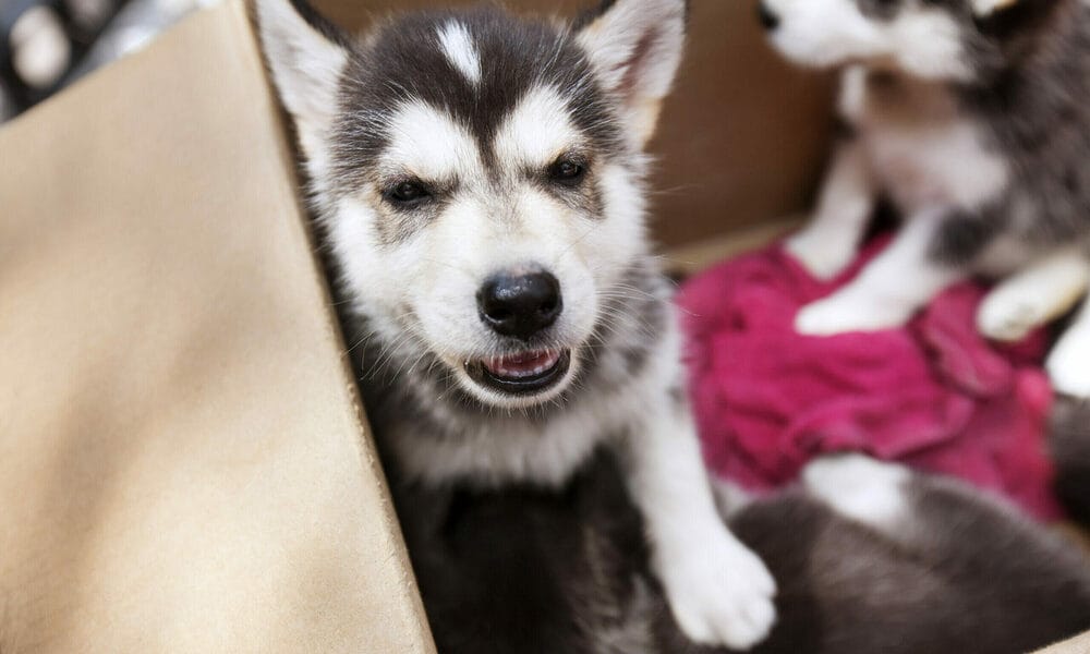 dog house bedding for summer