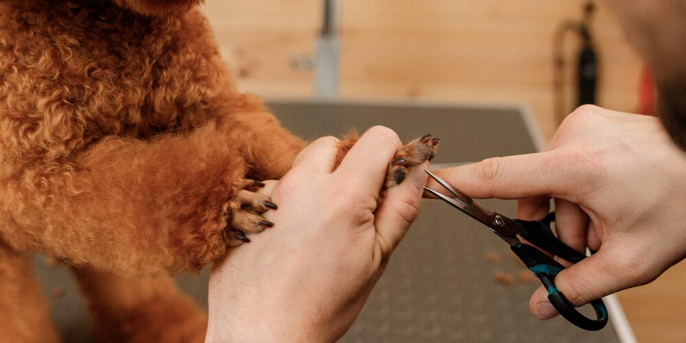 Close up of professional male groomer making haircut of poodle teacup dog at grooming salon with professional equipment