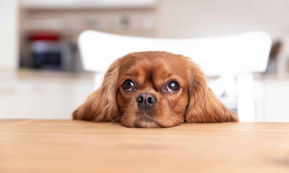 Cholecystitis in dogs Cholecystitis in dogs