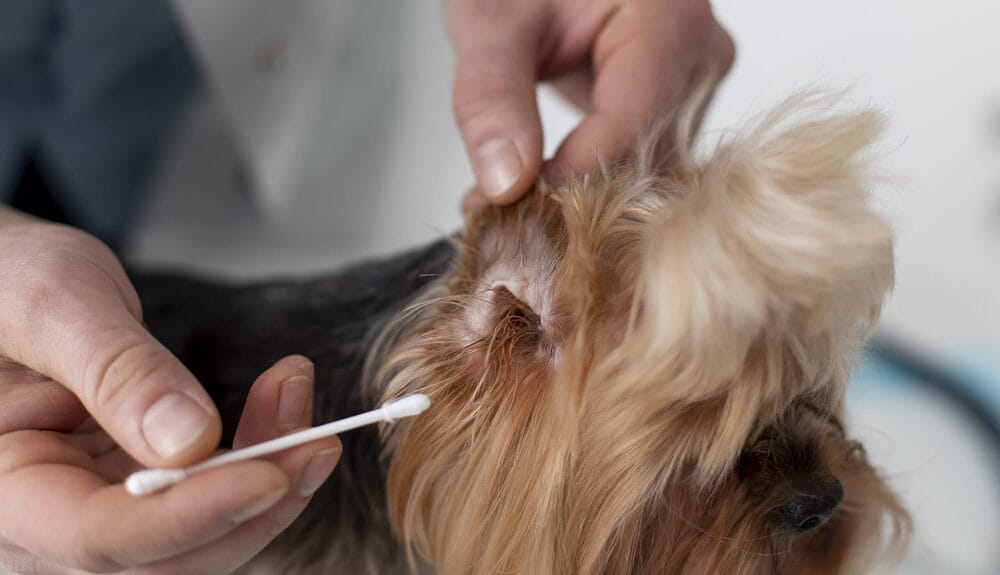 Best Q-tips for Dog Ear-Cleaning