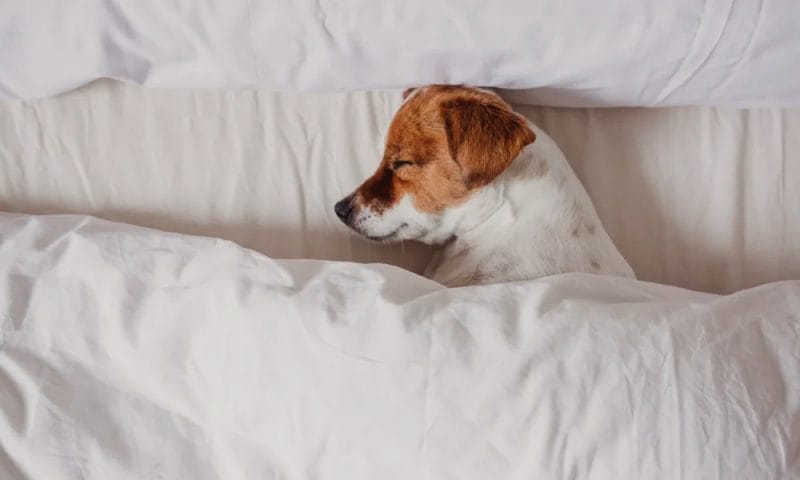 cute-tender-white-and-brown-jack-russell-sleeping-2022-05-19-16-23-39-utc