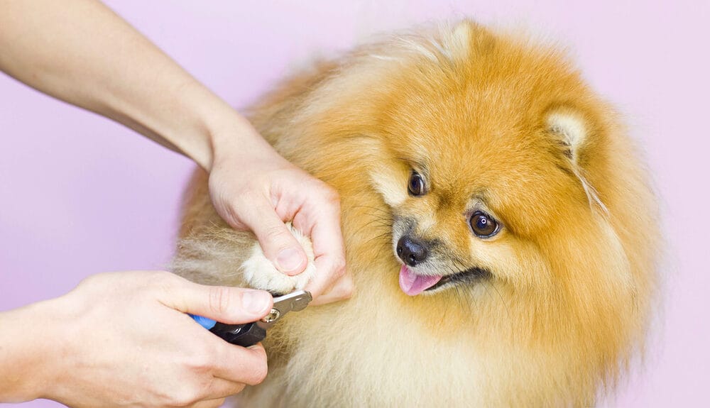 How to Trim a Dog’s Nails That Hates It