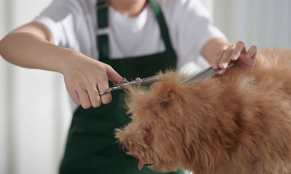 Can you use human thinning shears on dogs?