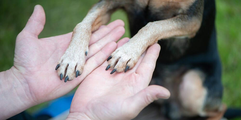 The Pros and Cons of Filing Dog Nails
