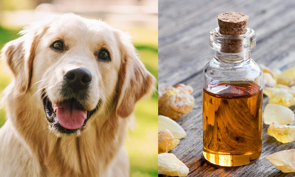 Is Frankincense Essential Oil Safe for Dogs