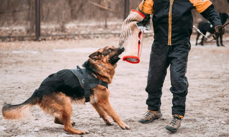 Why is my dog regressing in training?