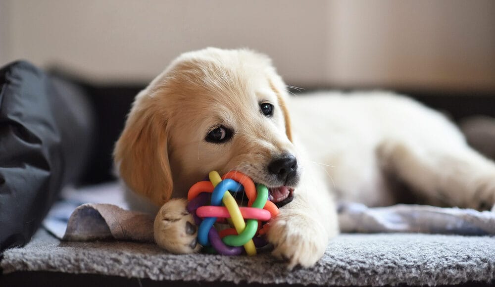 Invest in Chew Toys