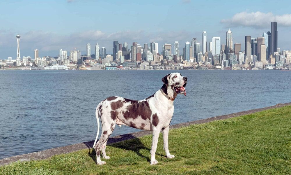 white tip tail dog - Great Dane