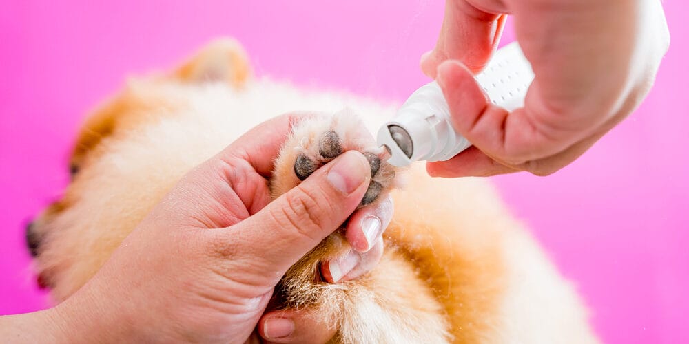 How to File Dog Nails With Nail Files How to File Dog Nails With Nail Files