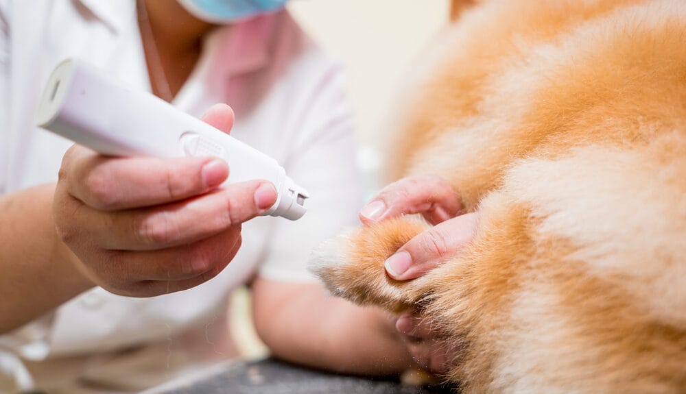 How to File Your Dog’s Nails Instead of Clipping