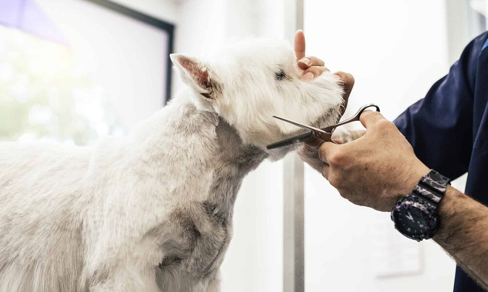 Are dog thinning shears the same as human?