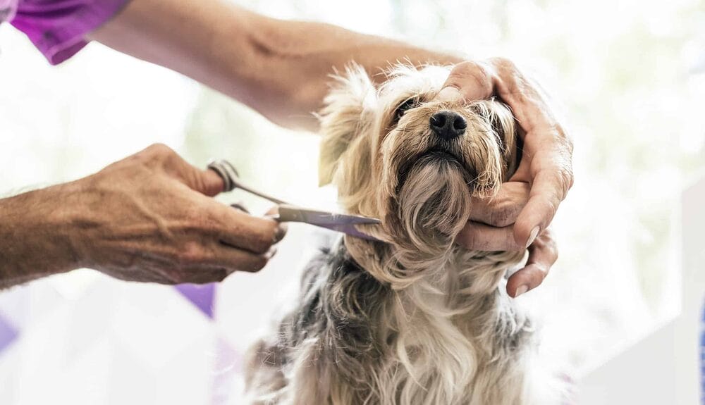My Dog’s Balls Are Red And Irritated After Grooming