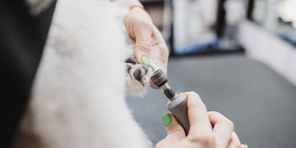 Grooming of dogs and small animals in the grooming salon. High quality photo