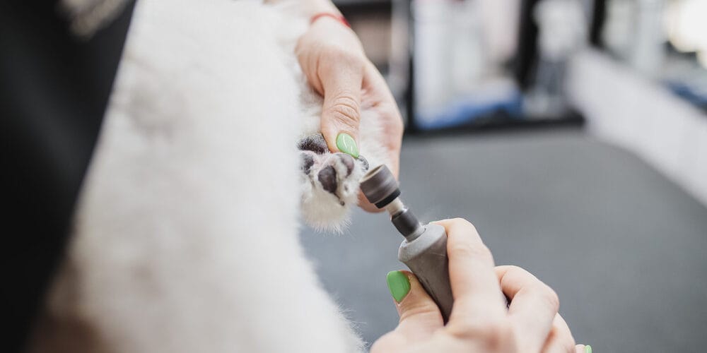 Grooming of dogs and small animals in the grooming salon. Grooming of dogs and small animals in the grooming salon. High quality photo