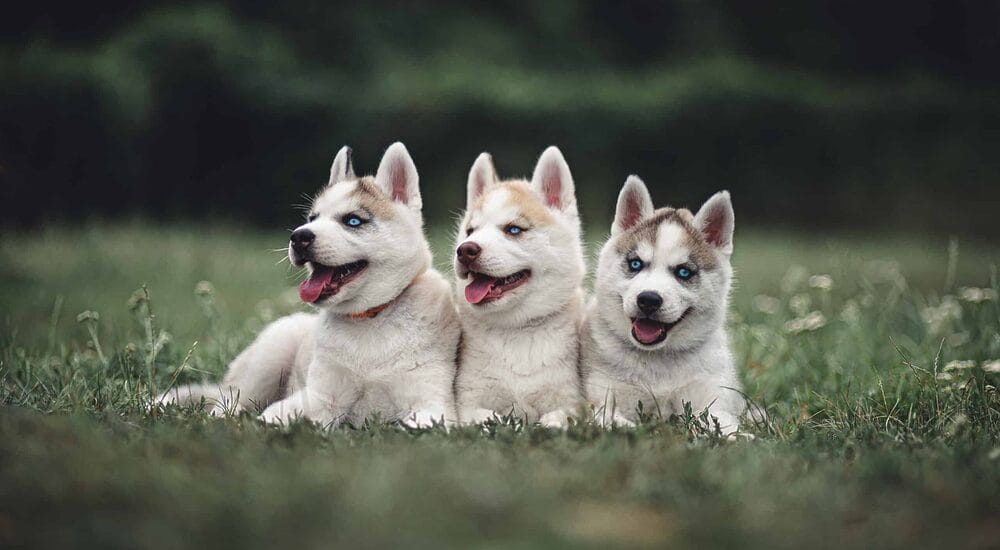 Are Huskies Good with Other Animals?