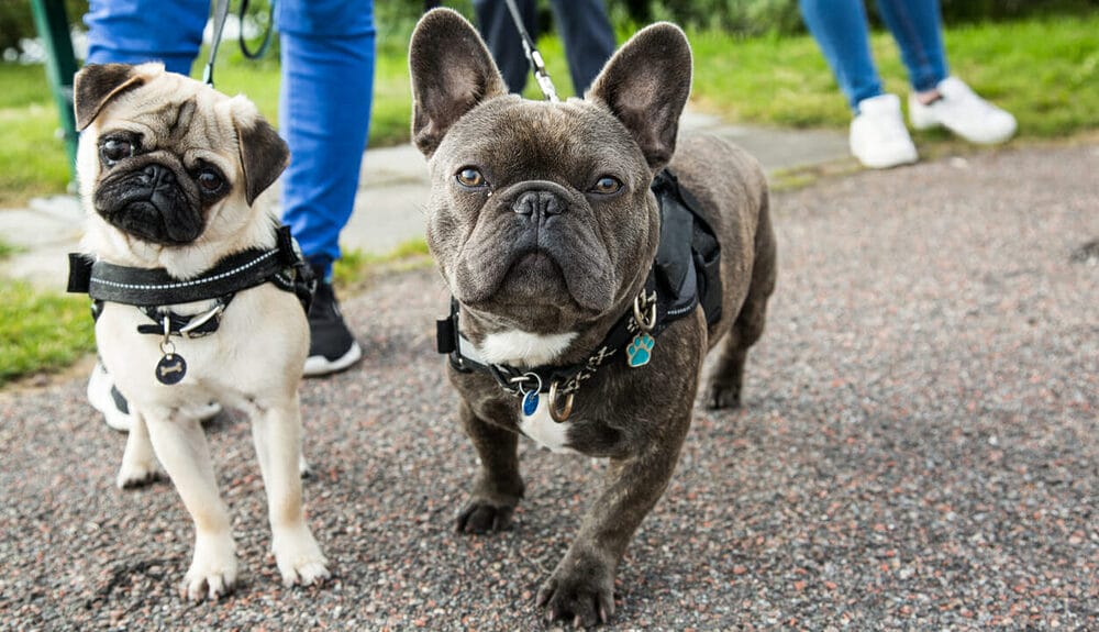 7 Best Ways to Protect Dogs From Hawks 7 Best Ways to Protect Dogs From Hawks