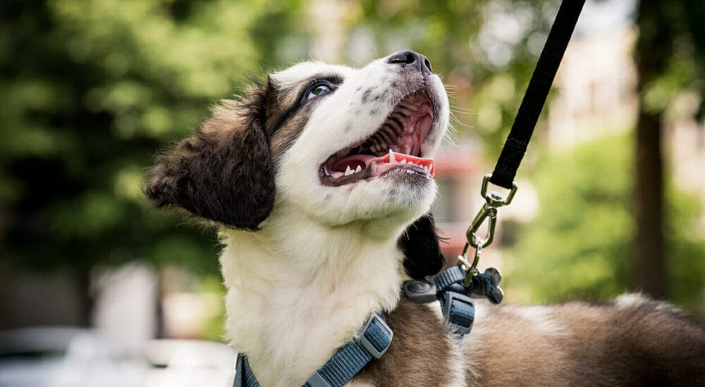 Keep Your Canine on a Leash Keep Your Canine on a Leash