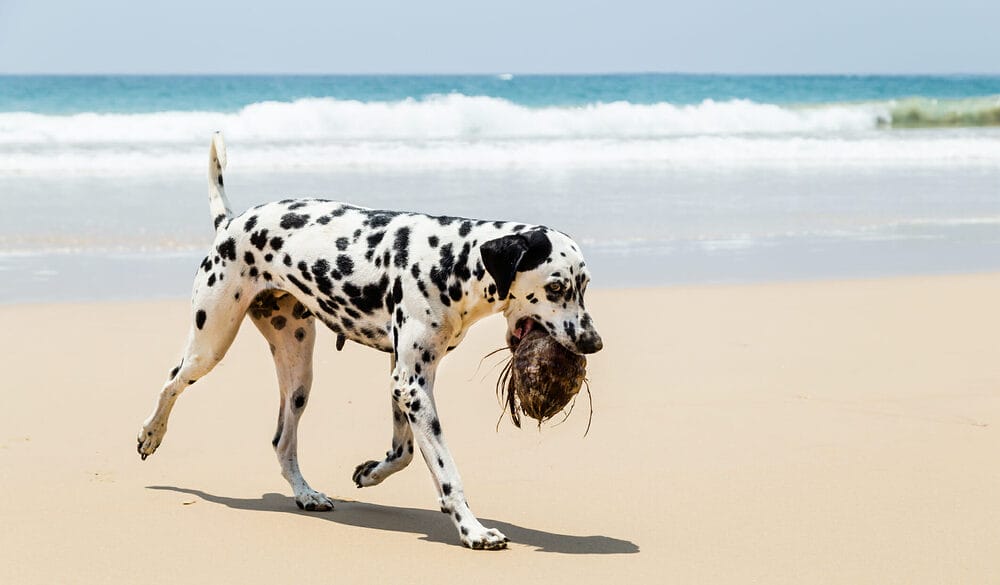 Is coconut husk safe for dogs Is coconut husk safe for dogs