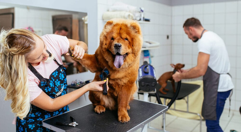 Do Groomers Express Glands And Is It Different Than A Vet?