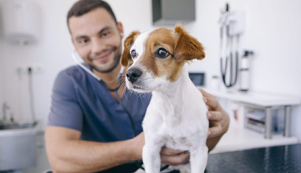 Dog Anal Gland Removal Pros and Cons