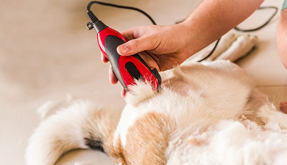 Why does Your Dog Itch after Grooming?