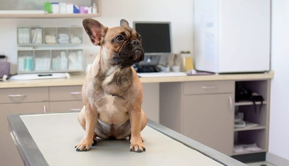 Express Anal Glands in Dogs Express Anal Glands in Dogs