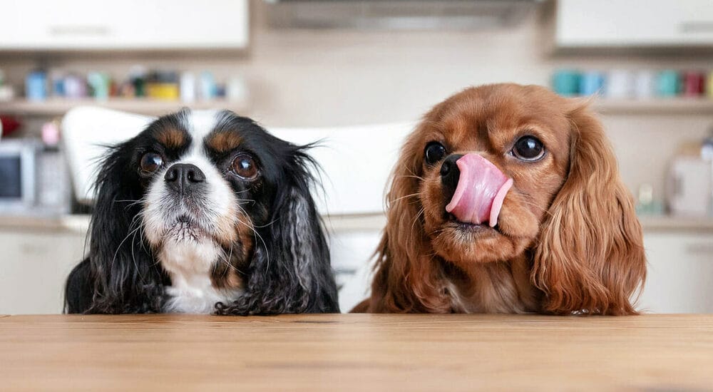 Dog’s diet Dog’s diet