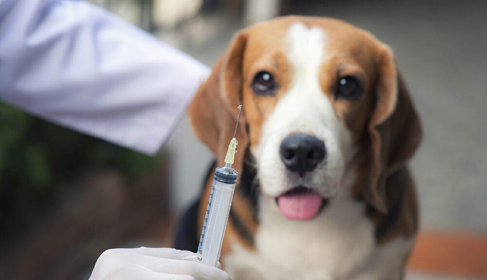 Pros and Cons of Rattlesnake Vaccine for Dogs