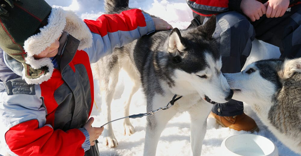 Why do dogs lick other dog's ears?