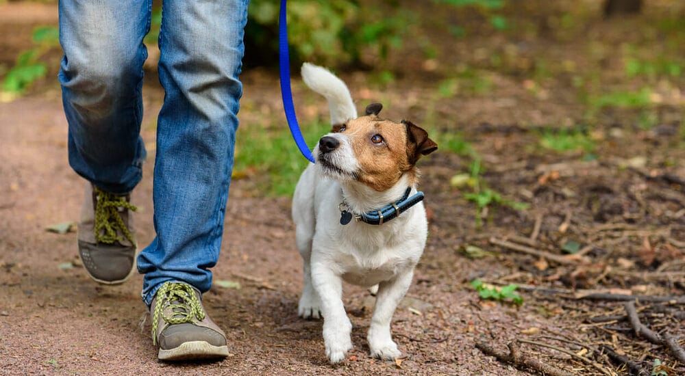 Set A Walking Schedule For Your Dog