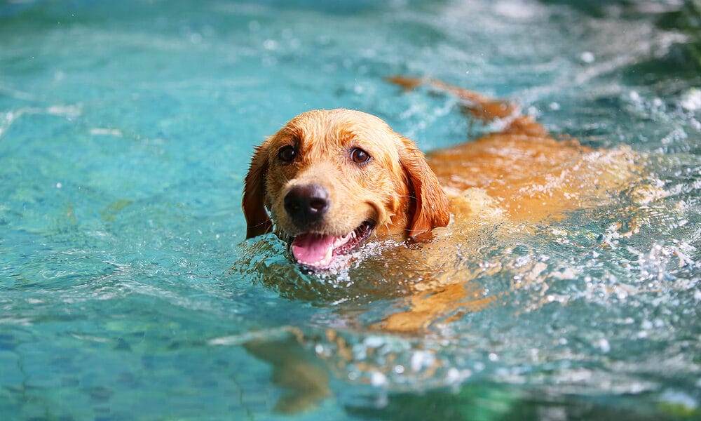Best ear cleaner for dogs after swimming