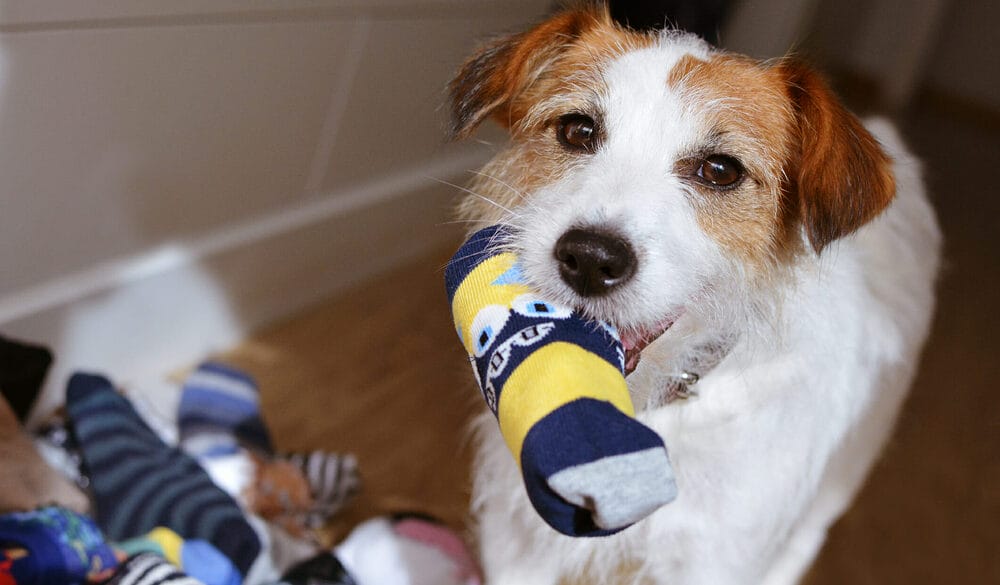 Why Does My Dog Bring Me Socks Why Does My Dog Bring Me Socks