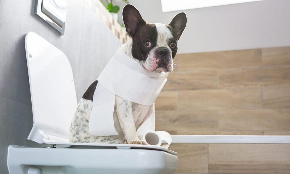 Can You Flush Dog Poop Down The Toilet