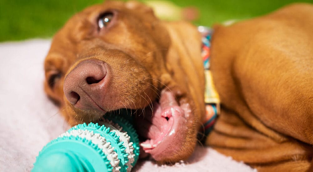 Give your dog chew toys Give your dog chew toys