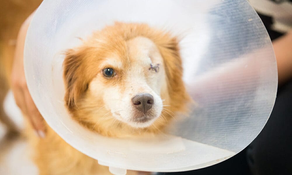 Best dog cone for eye surgery