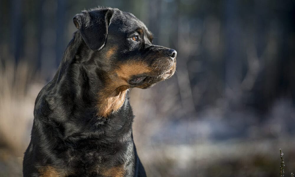 Rottweiler Temperament