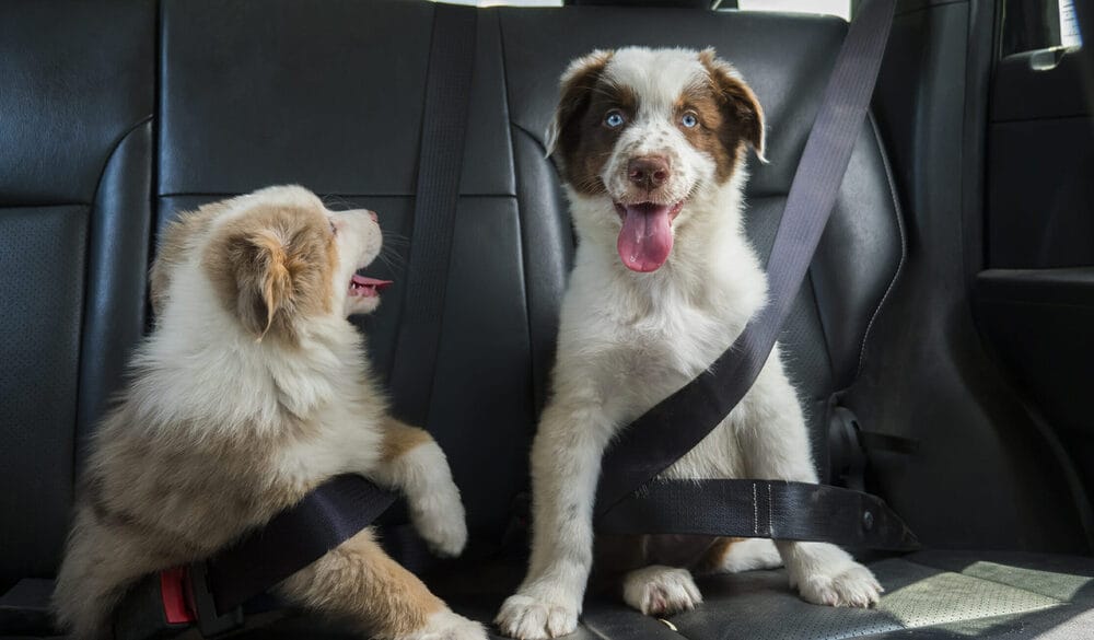 Do car rides tire dogs out Do car rides tire dogs out