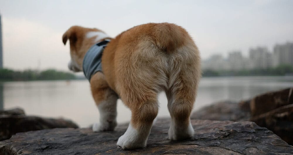 What to Do If the Dog’s Bottom Continues to Leak after Being Expressed?