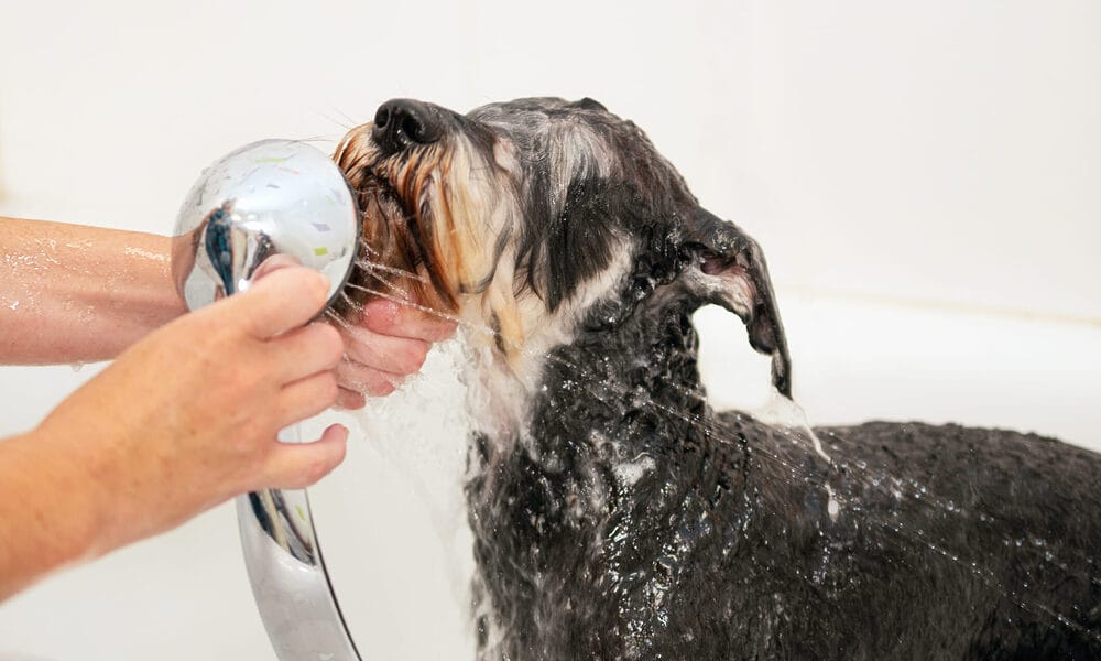 best shampoo for a wirehaired dog