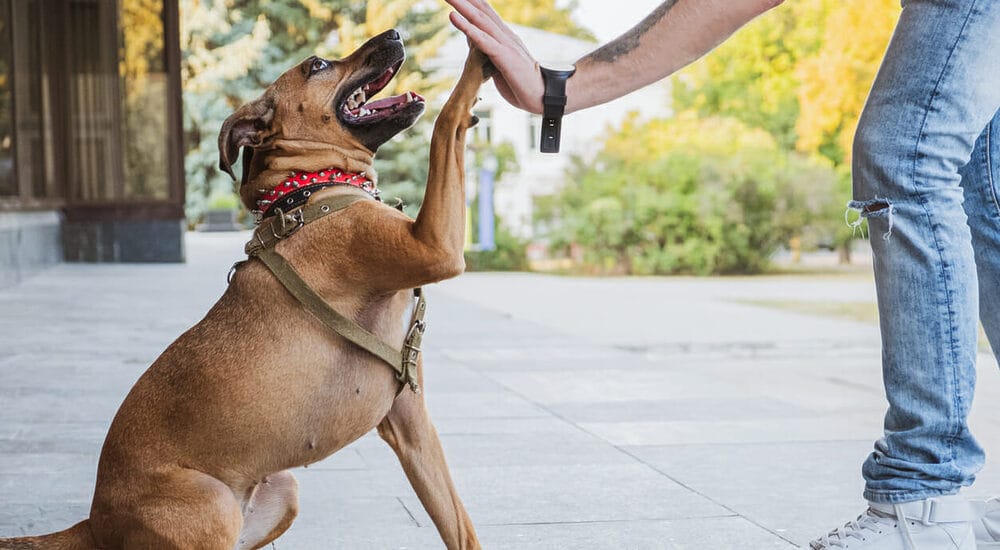 Spend Time with Your Dog