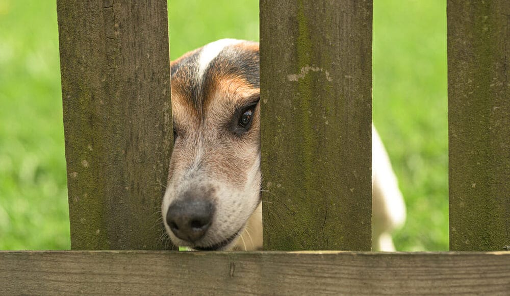 Remove any sight behind the fence