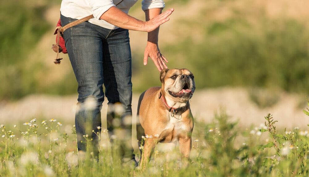 Other Ways to Protect Your Dog Against Snake Bites Besides A Vaccine
