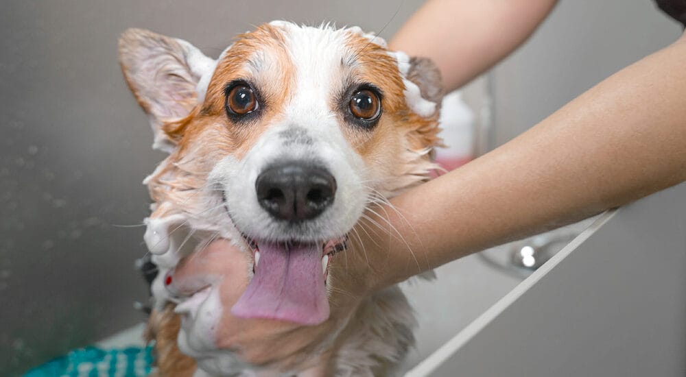 Things To Do to Relieve Post-Grooming Itching for Dogs