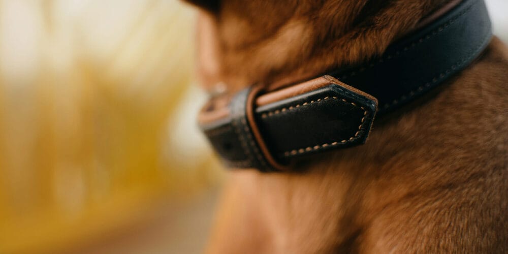How to clean a stubborn stain on leather dog collar