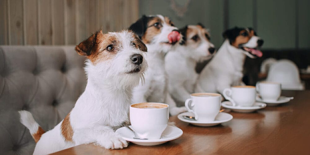 Is coffee safe for dogs?