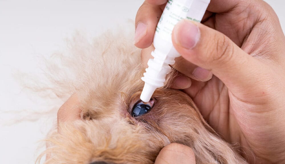Eye Drops For Dogs With Cataracts