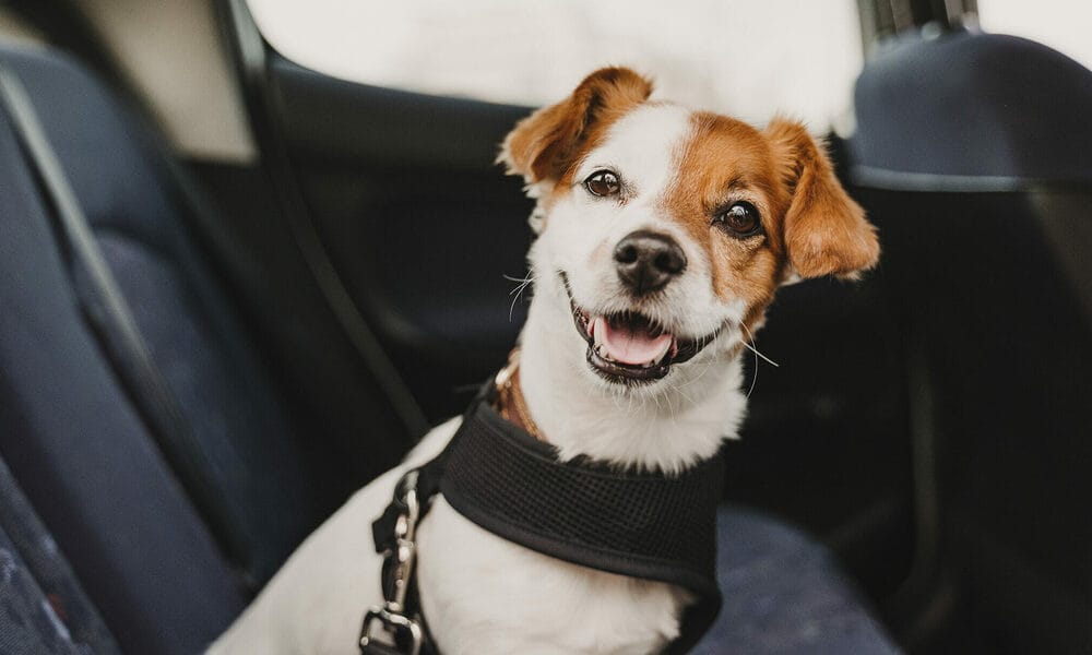 Is a car ride mentally stimulating for your dog?