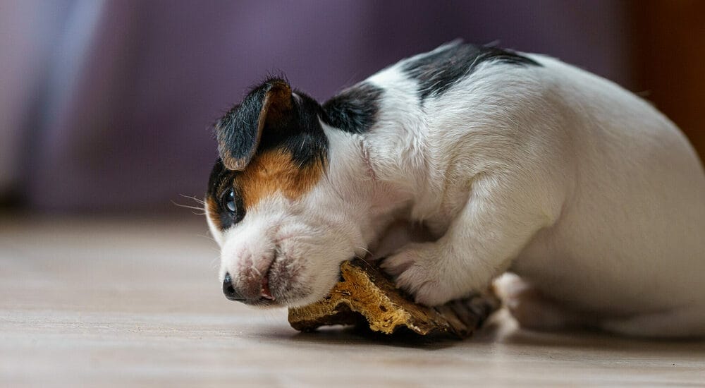 How Do You Prevent Your Dog From Bringing Their Food To The Carpet?